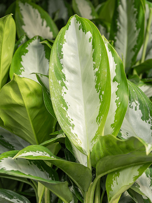 Aglaonema 'Diamond bay' (1AGDBTU18) - купить по лучшей цене в artkashpo.ru