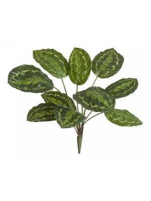 Калатея Розеопикта зелёная куст